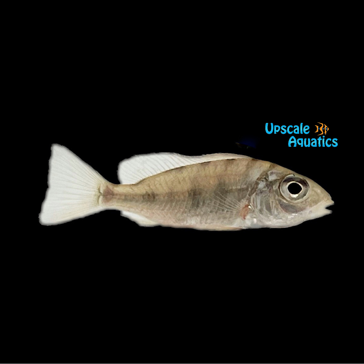 Lateralis Fish African Eartheater (Tylochromis lateralis) – Upscale Aquatics