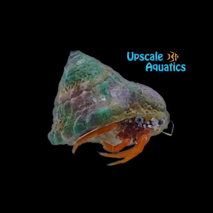 Polka Dot Hermit Crab (Phimochirus operculatus)