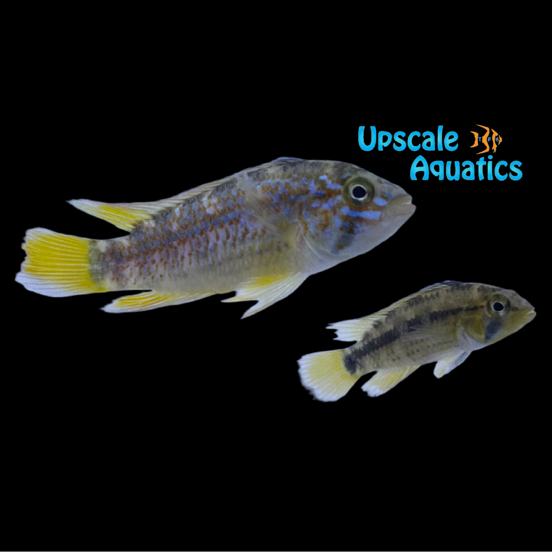 Apisto. Ortegai (Apistogramma sp. ortegai)