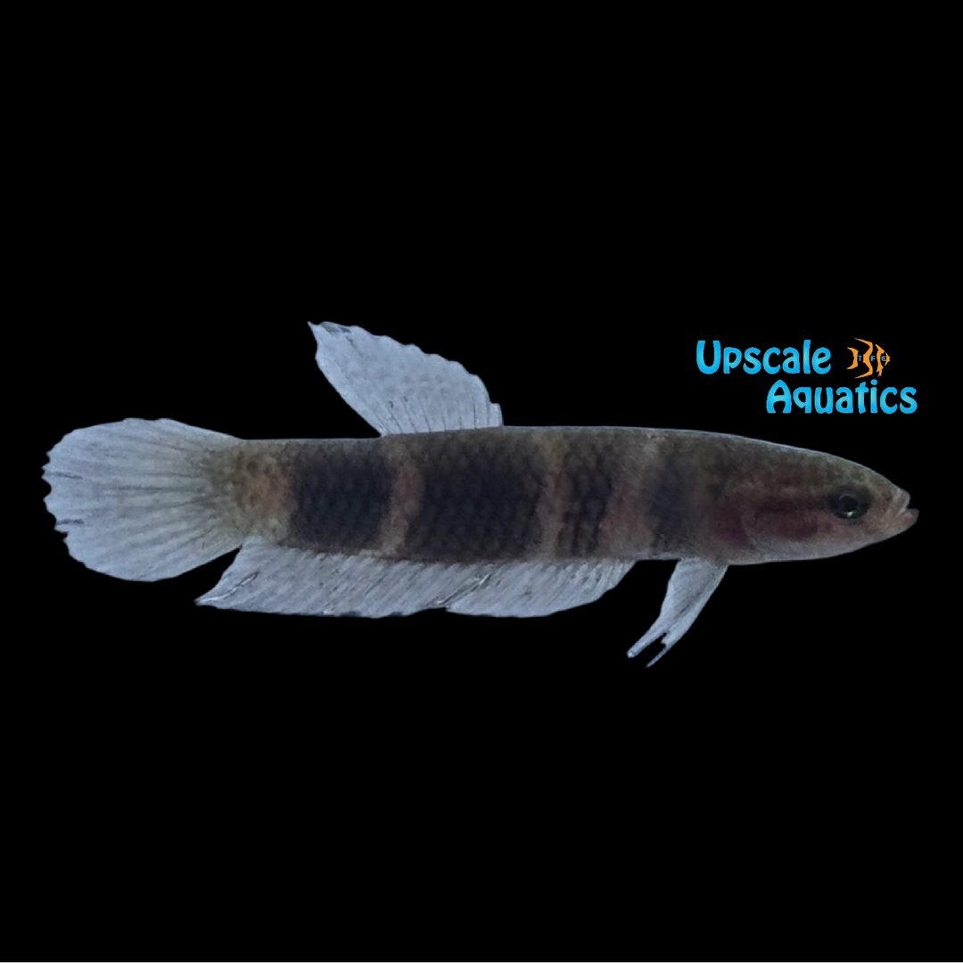Purple Neon Ninja Betta (Betta hendra)