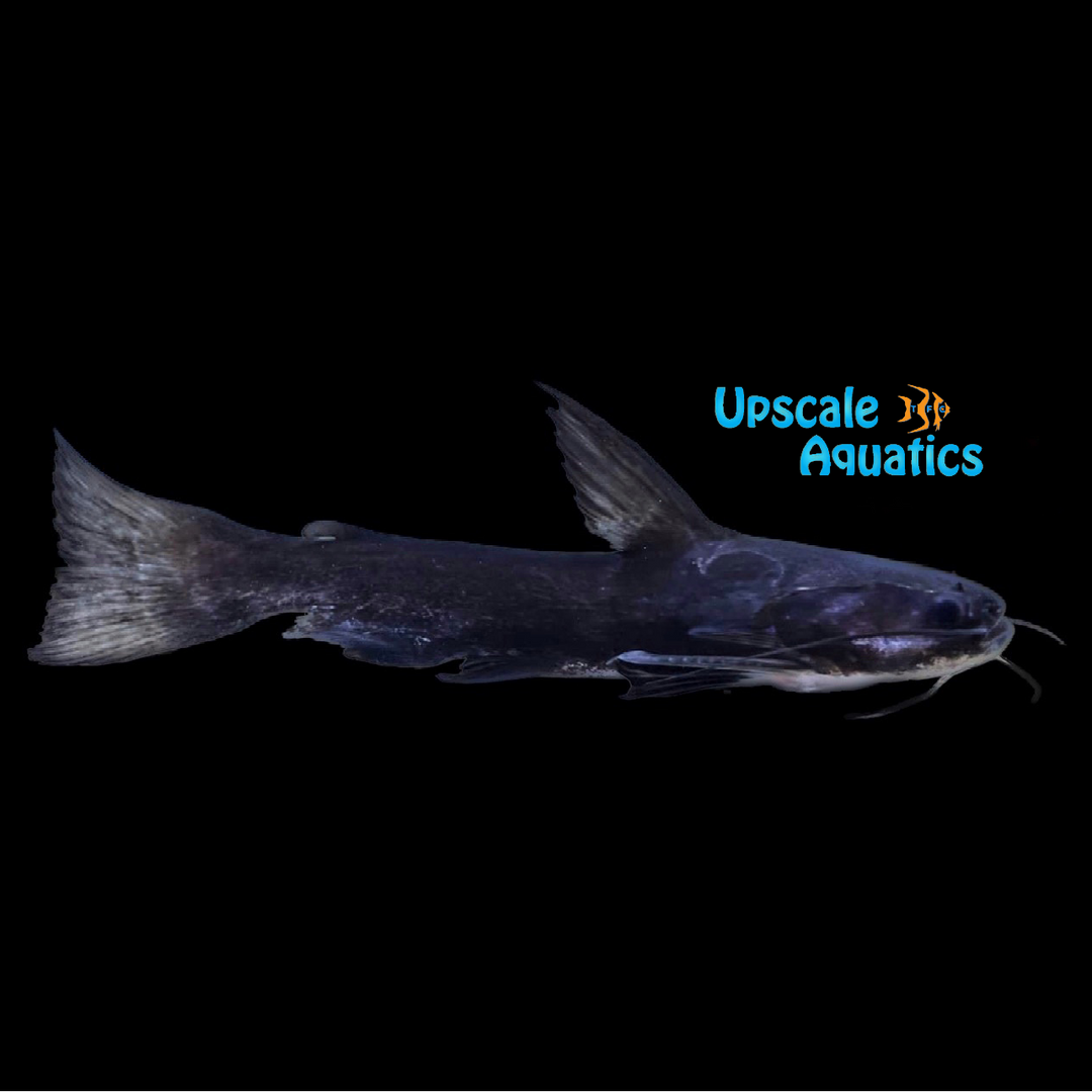 Iron Head Driftwood Catfish (Trachycorystes trachycorystes)