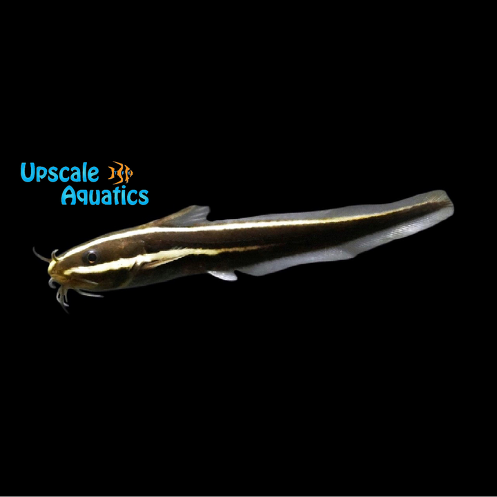 Marine Coral Catfish (Plotosus lineatus)