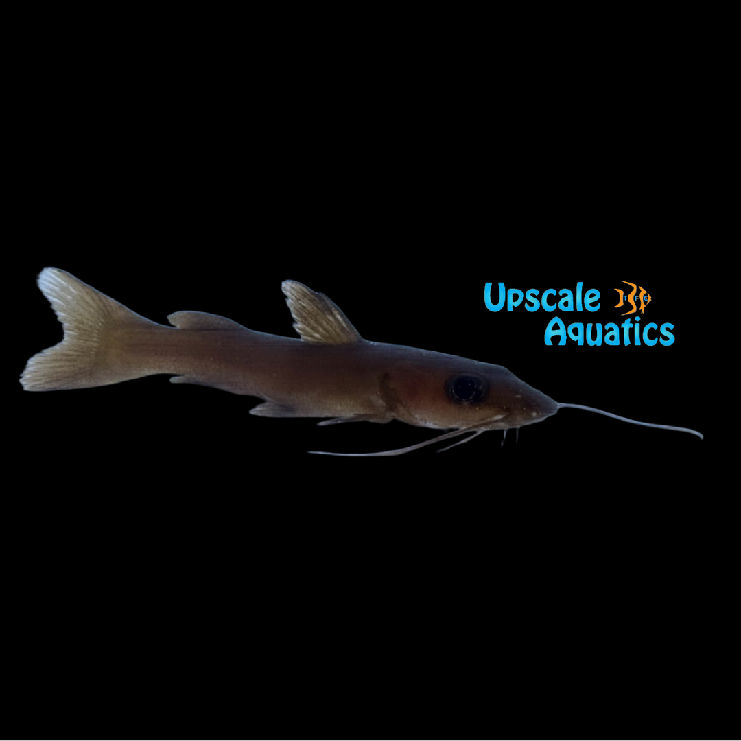 Spatula Barbel Catfish (Phyllonemus typus)