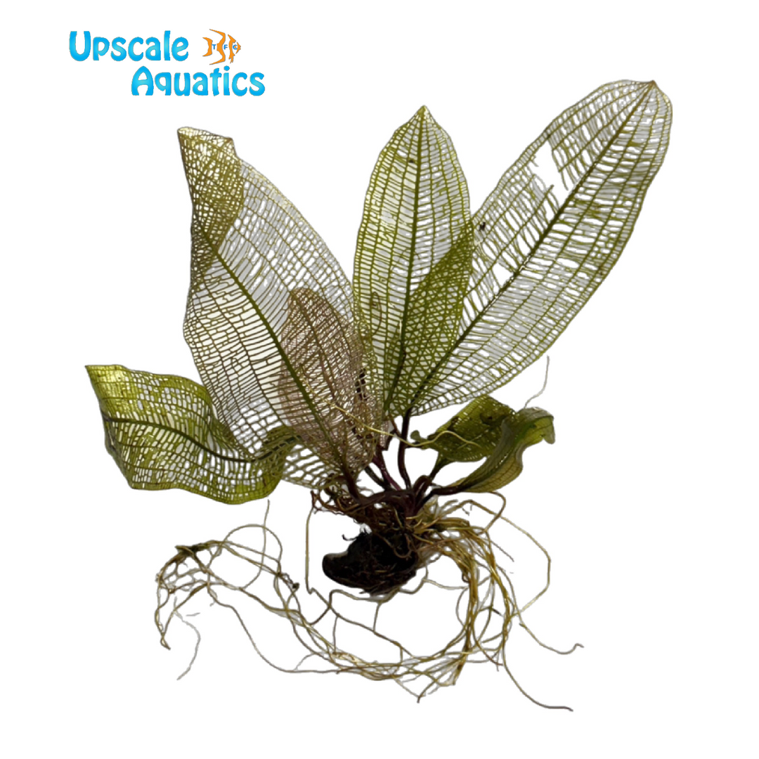 Madagascar Lace Plant (Aponogeton madagascariensis)