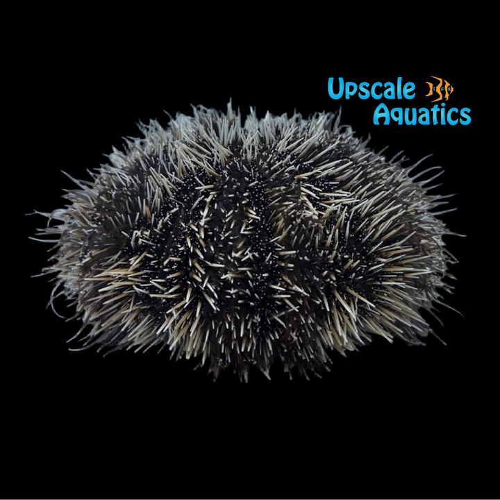 West Indian Sea Urchin (Tripneustes ventricosus)