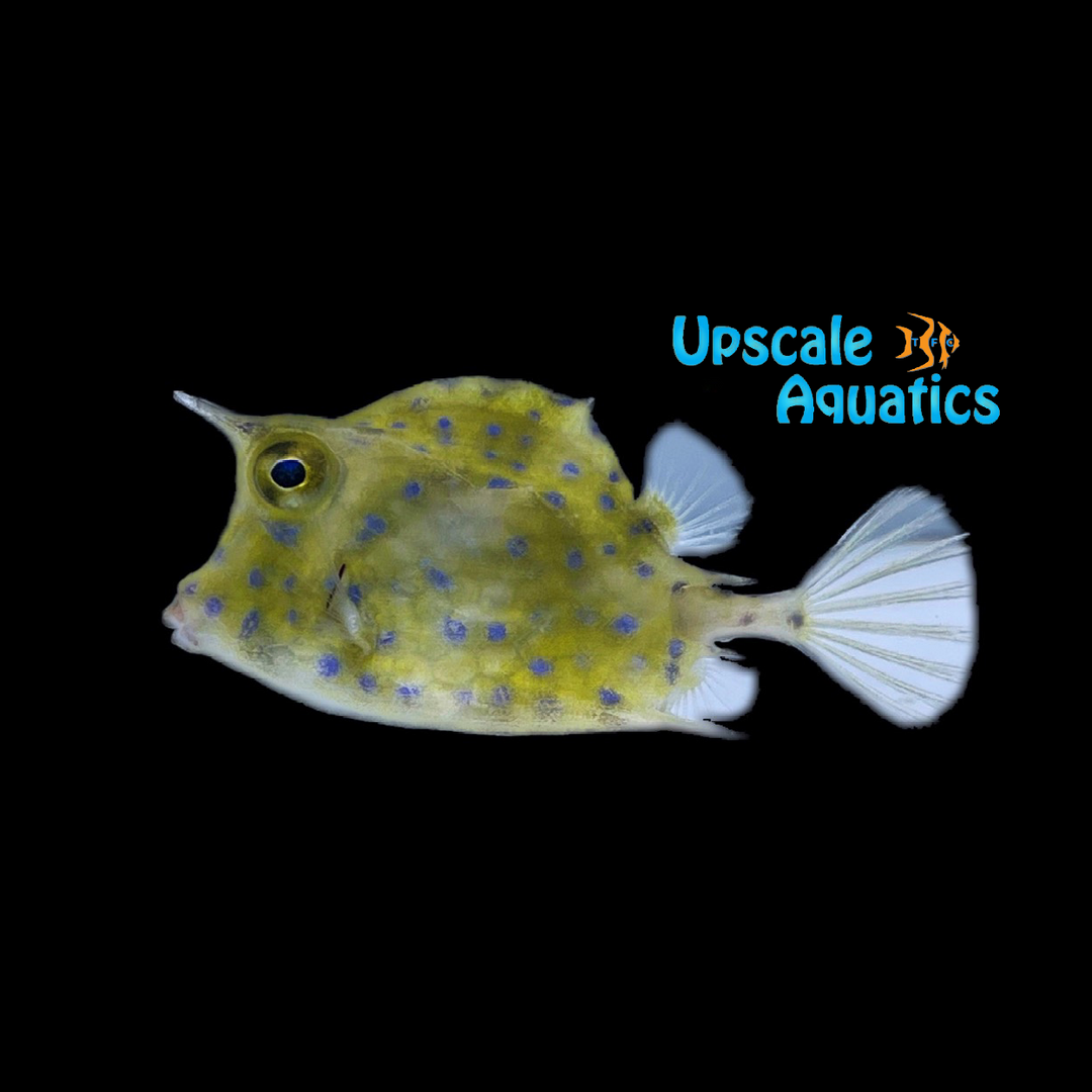 Scrawled Cowfish (Acanthostracion quadricornis)