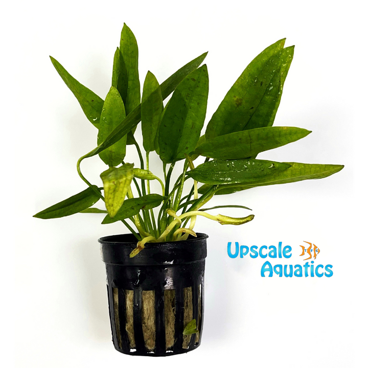 Narrow Mini Ozelot Sword (Echinodorus ozelot narrow mini)