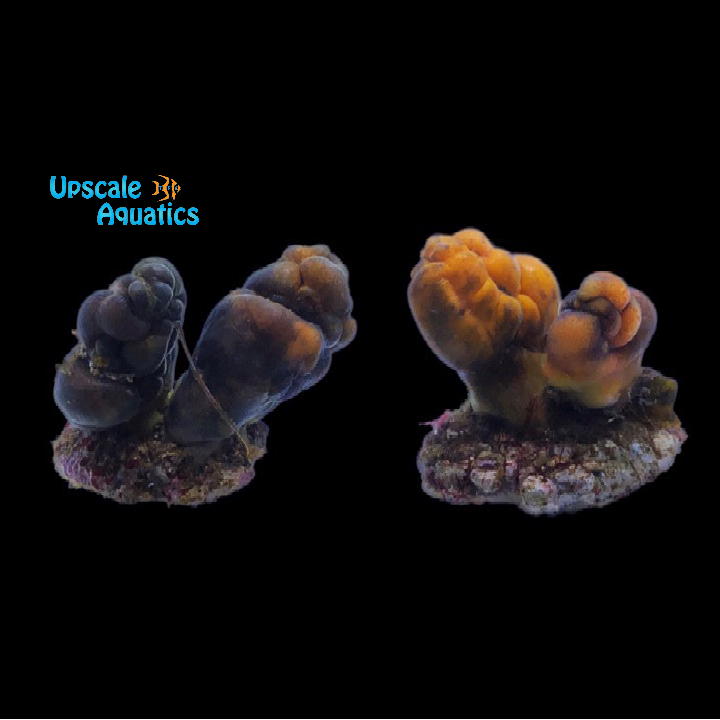 Aquacultured Color Tunicate (Polycarpa sp.)