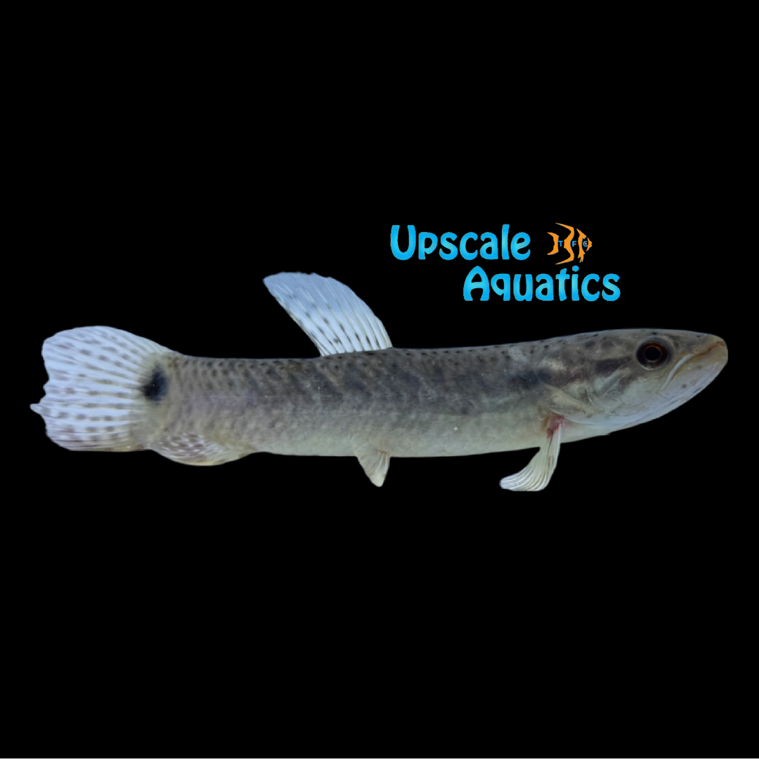 Purple Wolf Fish (Erythrinus sp. purple)