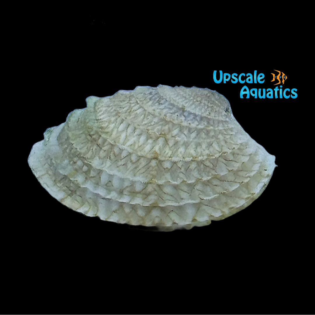 Cross Barred Venus Clam 'Dog Clam' (Chione cancellata)