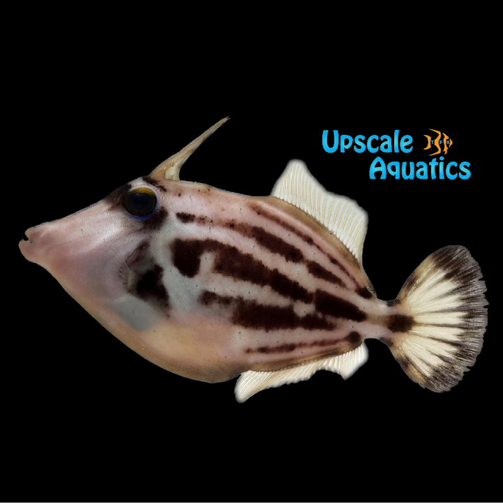 Spectacled Filefish (Cantherhines fronticinctus)