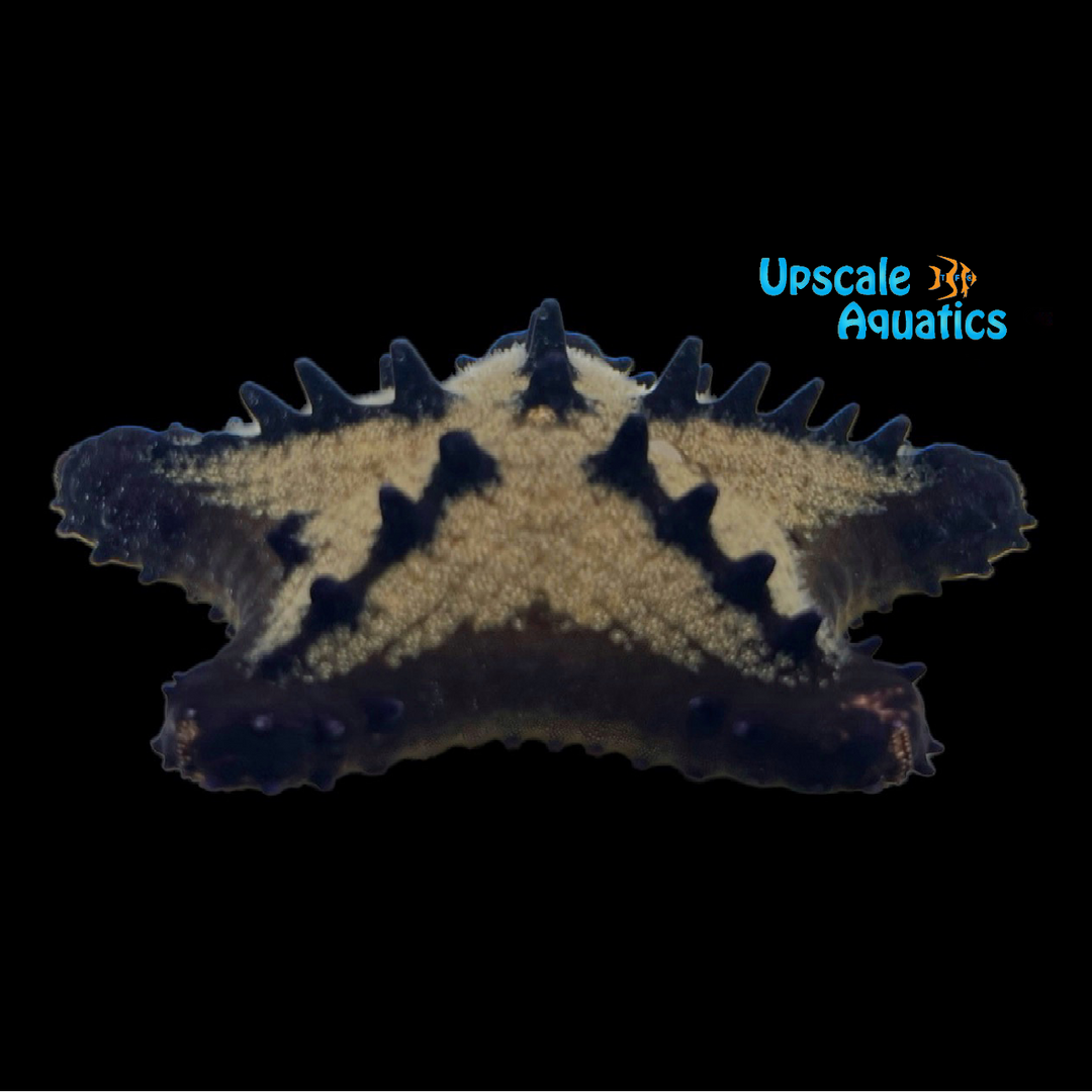 Black Chip Starfish (Nidorellia armata)