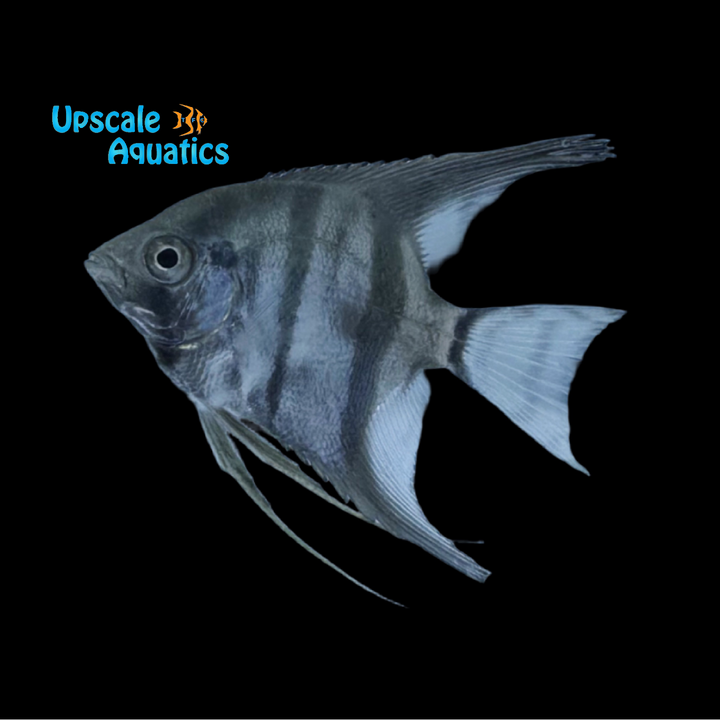 Neon Blue Angelfish (Pterophyllum scalare)