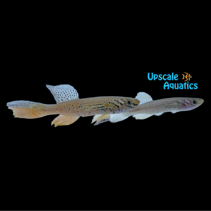 Kribi Killifish (Fundulopanchax kribianum 'Fifinda')