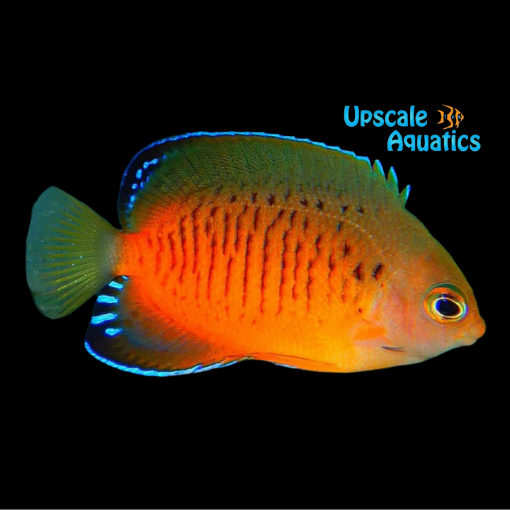 Shepard's Angelfish (Centropyge shepardi)