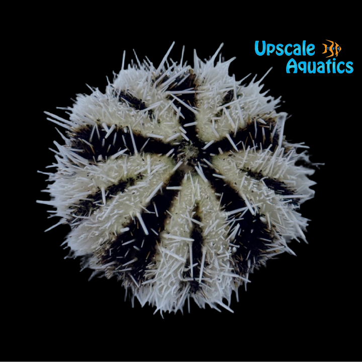 White Collector Urchin (Tripneustes gratilla) (Copy)
