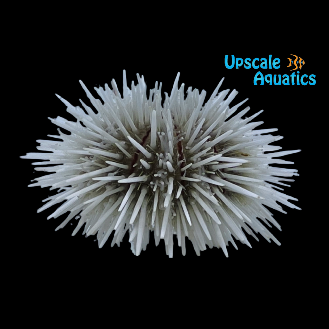 Pin Cushion Urchin (Lytechinus variegatus)
