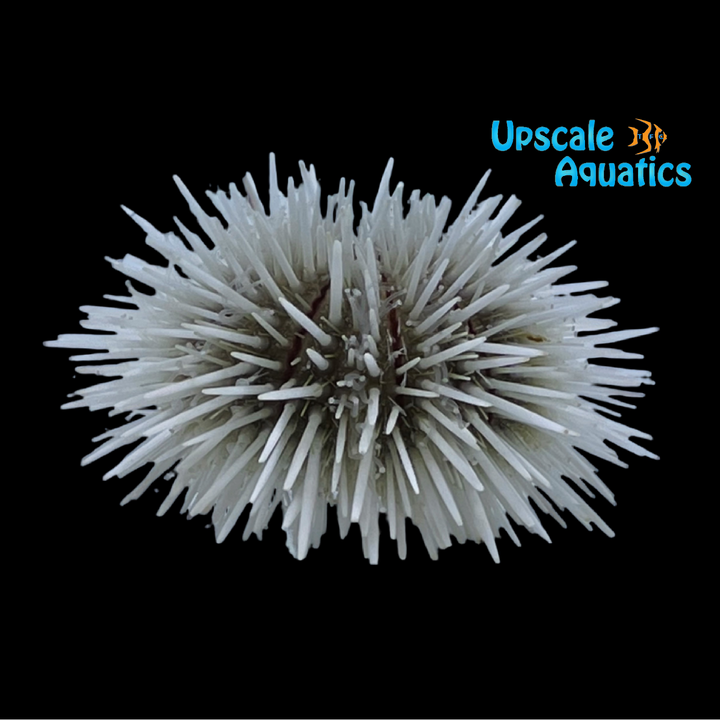 Pin Cushion Urchin (Lytechinus variegatus)