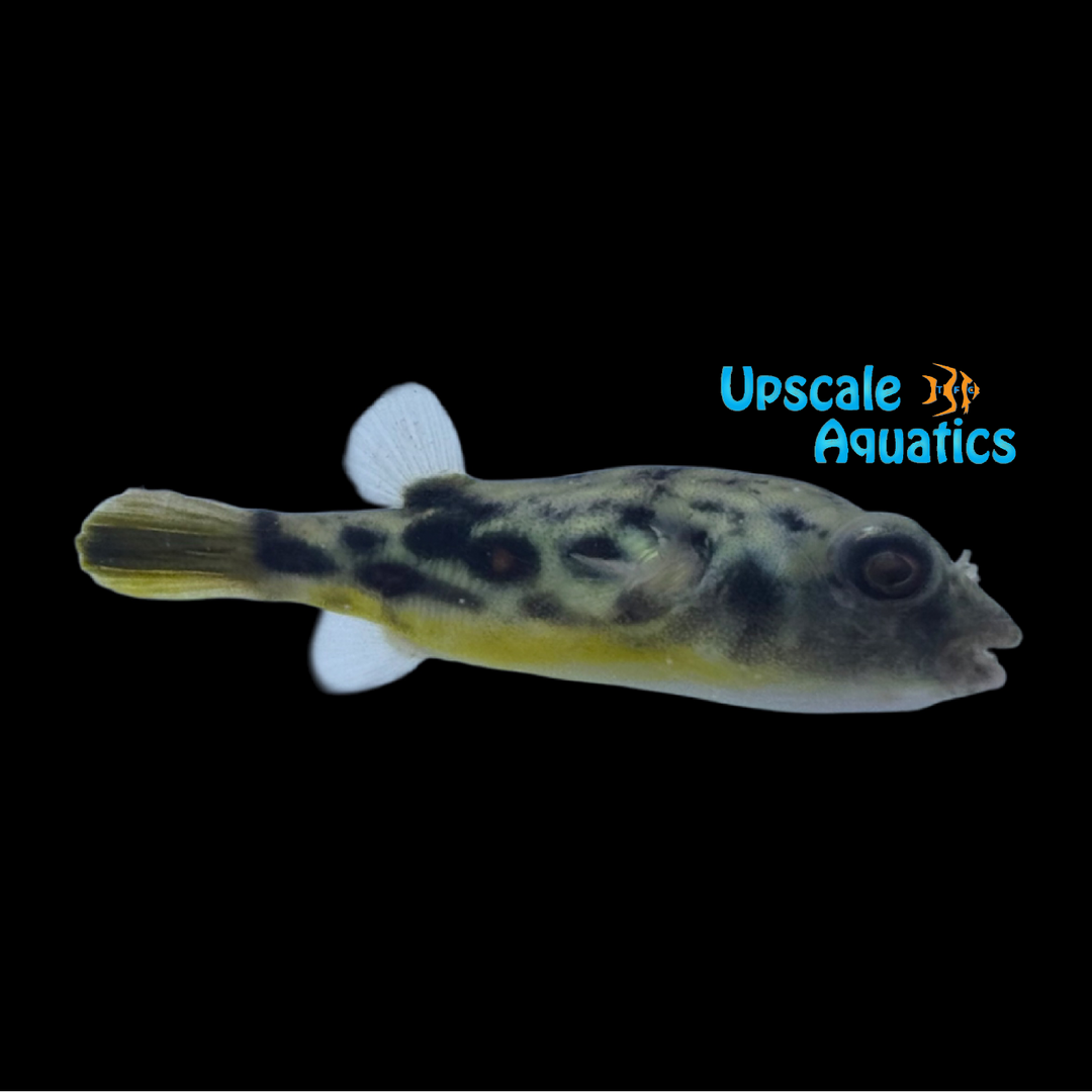 Cross River Puffer 'Captive Bred' (Tetraodon pustulatus)