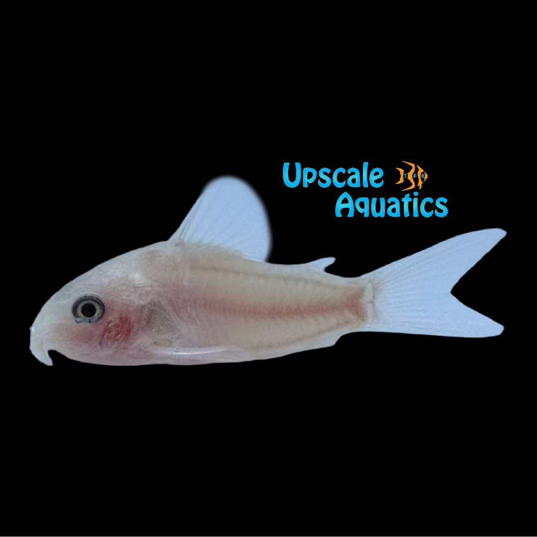 Snow White Panda Cory (Corydoras panda snow white)