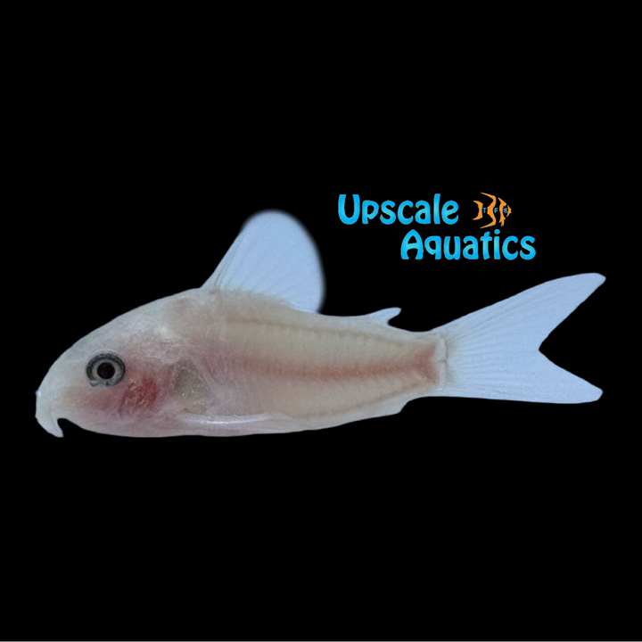 Snow White Panda Cory (Corydoras panda snow white)