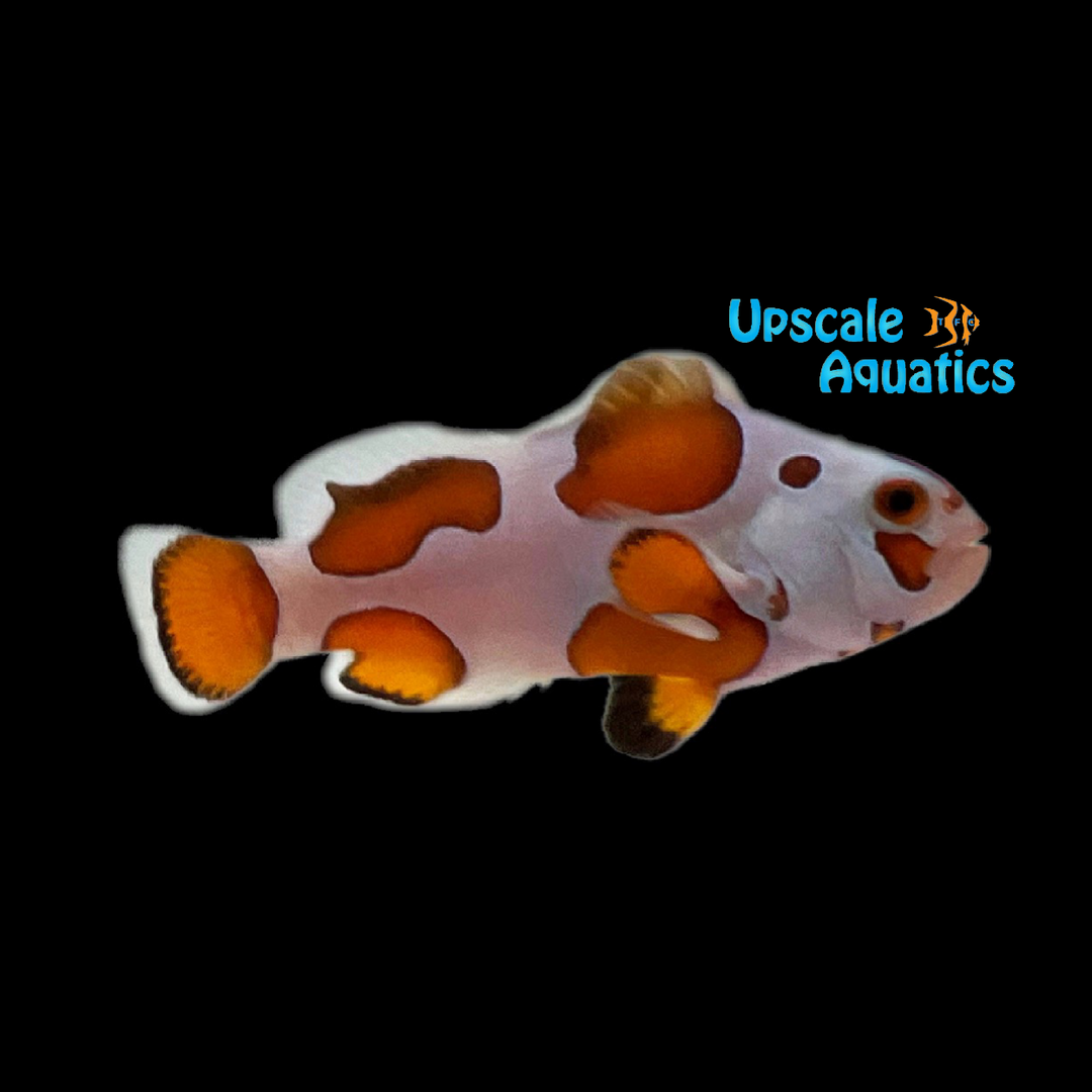 Orange Storm Clownfish (Amphiprion ocellaris)