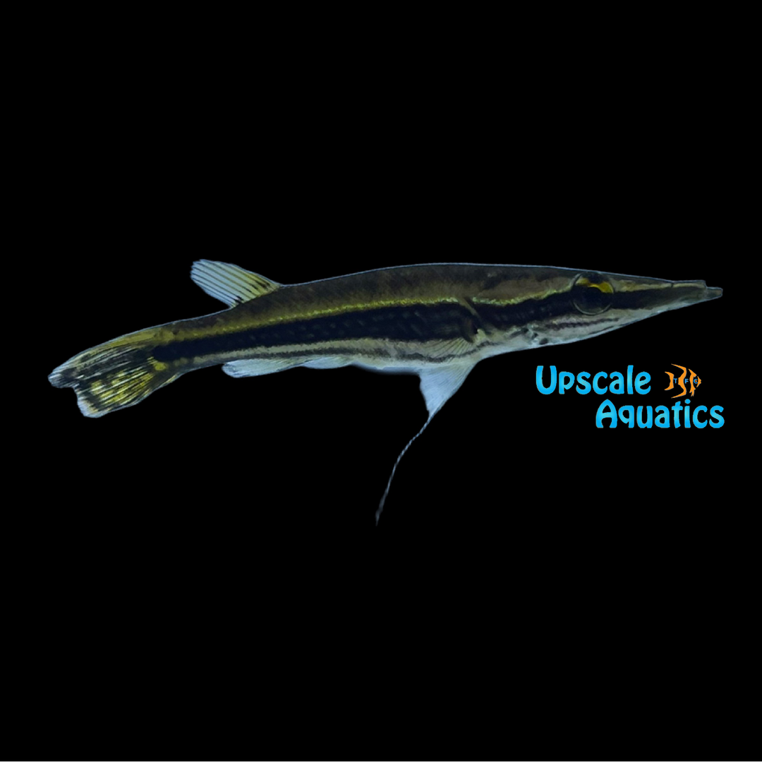 Peppermint Pikehead (Luciocephalus aura)