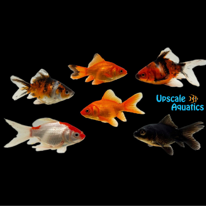 Nymph Goldfish (Carassius auratus)