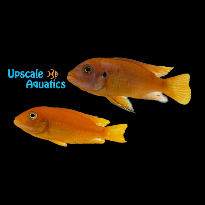 Msobo Deep Cichlid (Metriaclima sp. 'Msobo Deep' Magunga)