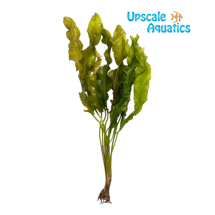 Aponogeton Crispus