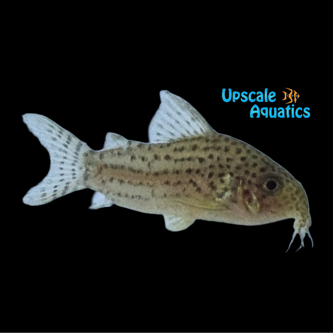 Gold Cory 'Captive Bred' (Hoplisoma sp. CW208)