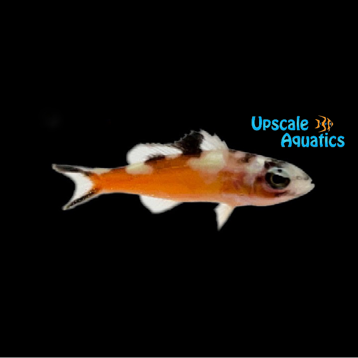 Tobacco Basslet (Serranus tabacarius)