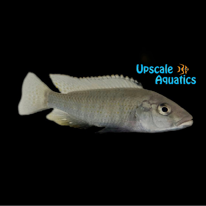 Malawi Trout x Eastern Happy Cichlid Hybrid (Champsochromis caeruleus x Astatotilapia calliptera)