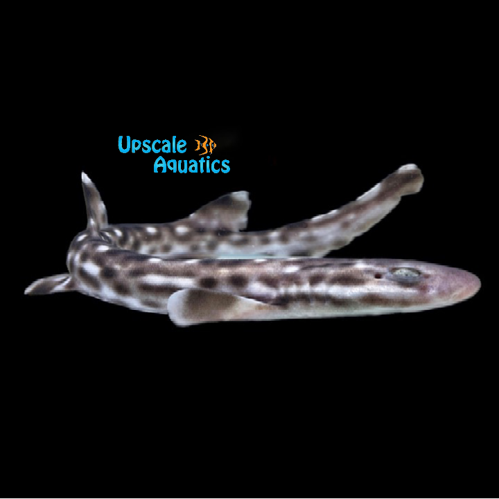 Australian Marbled Catshark (Atelomycterus macleayi)