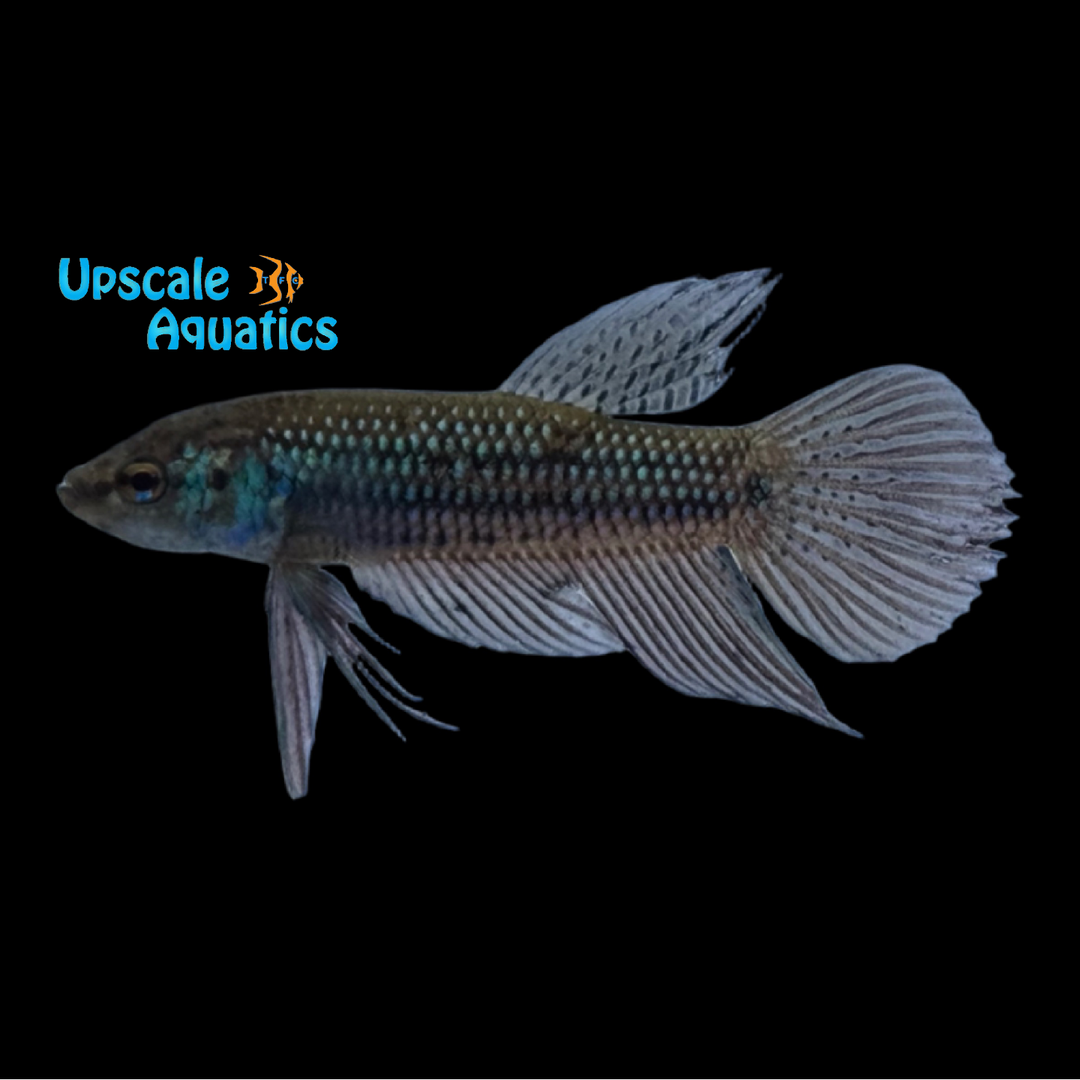 Blue Dream Betta (Betta mahachaiensis)