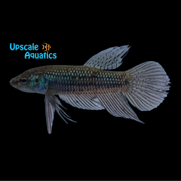 Blue Dream Betta (Betta mahachaiensis)