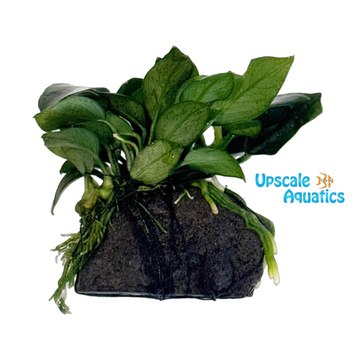 Pangolino Anubias (Anubias batteri var. nana 'Pangolino')