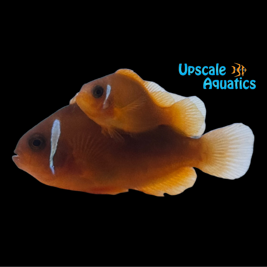 Fire Tomato Hybrid Clownfish (Amphiprion frenatus x Amphiprion ephippium)