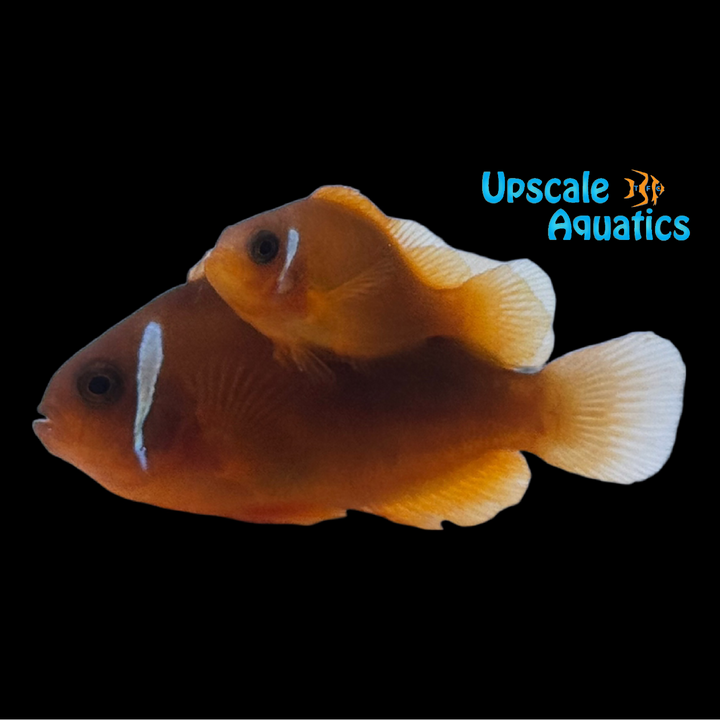 Fire Tomato Hybrid Clownfish (Amphiprion frenatus x Amphiprion ephippium)