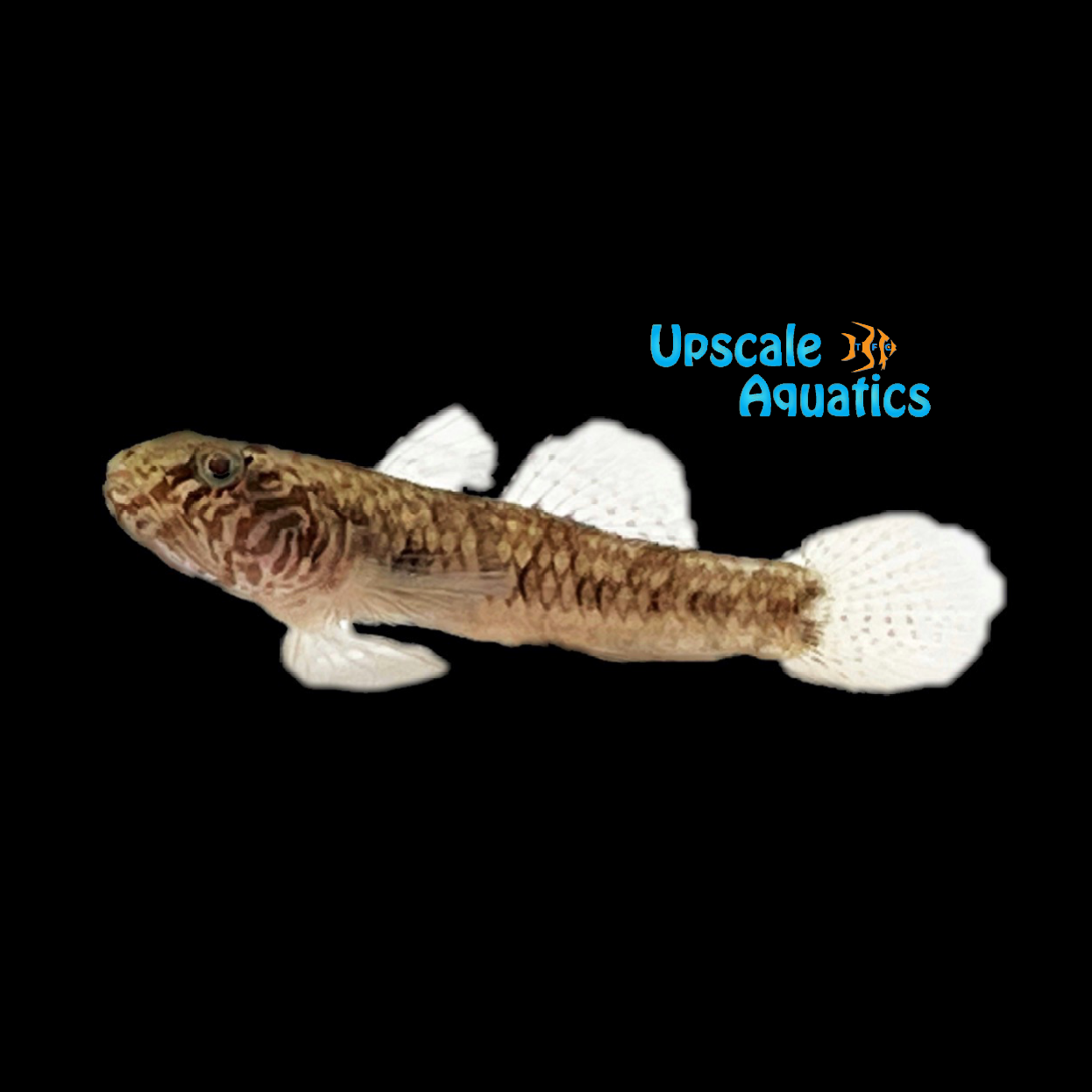 Lever's Goby (Redigobius leveri) – Upscale Aquatics