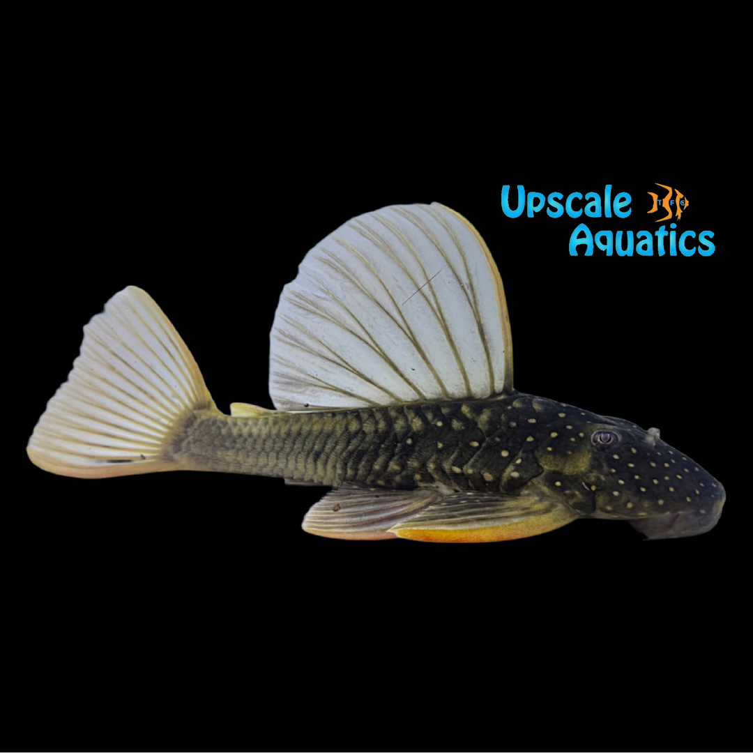 Golden Sailfin Pleco (Hypostomus luteus) Luteus Phase 2