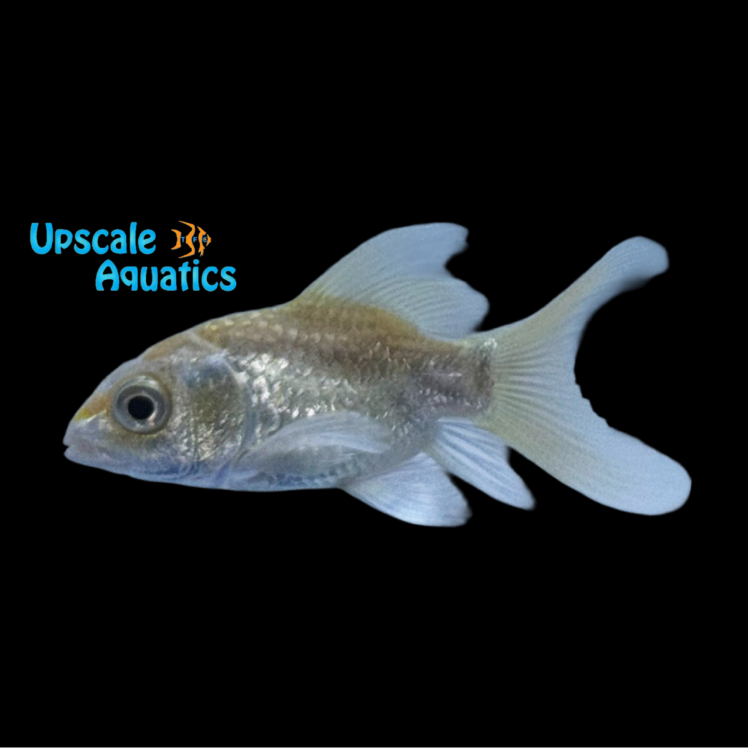Shortbody Koi (Cyprinus carpio)