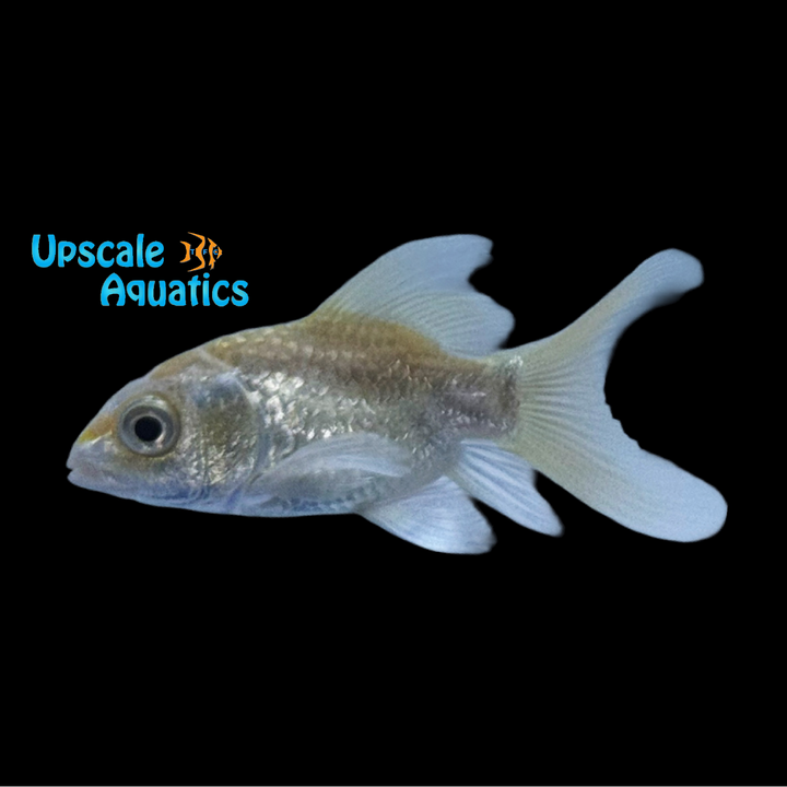 Shortbody Koi (Cyprinus carpio)