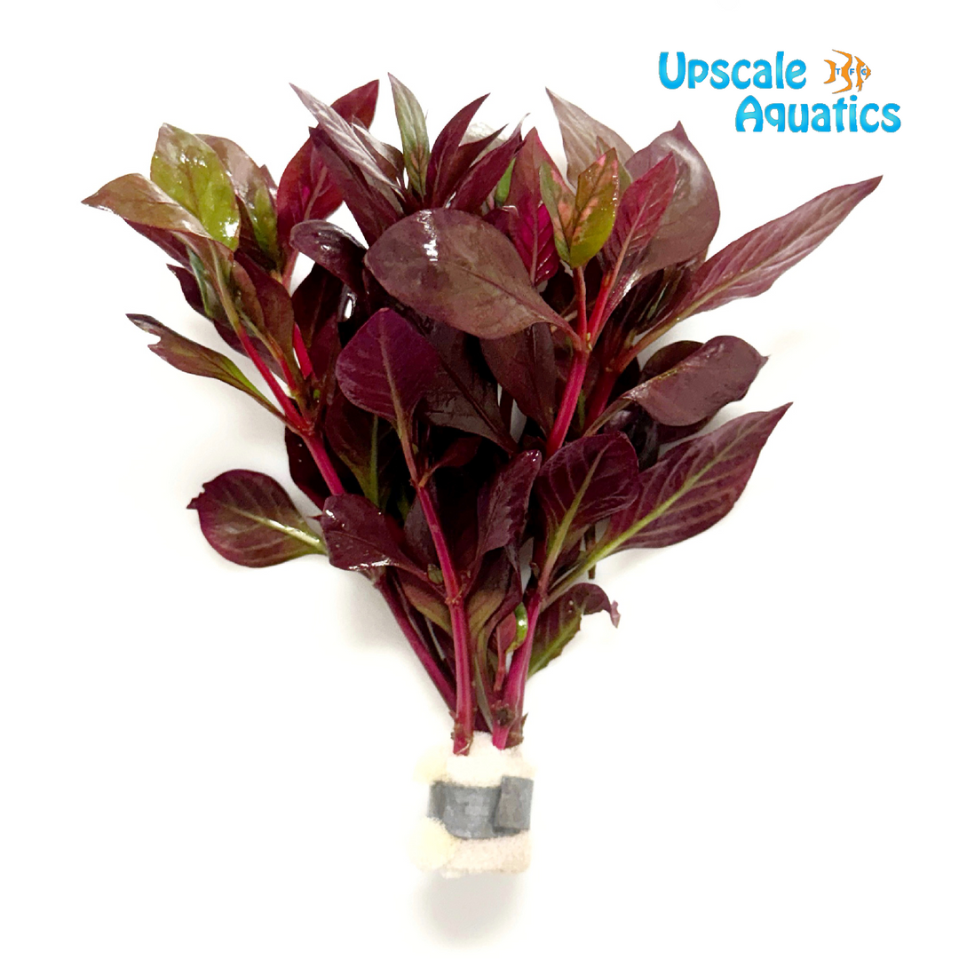 Alternanthera Reineckii 'Red Round'