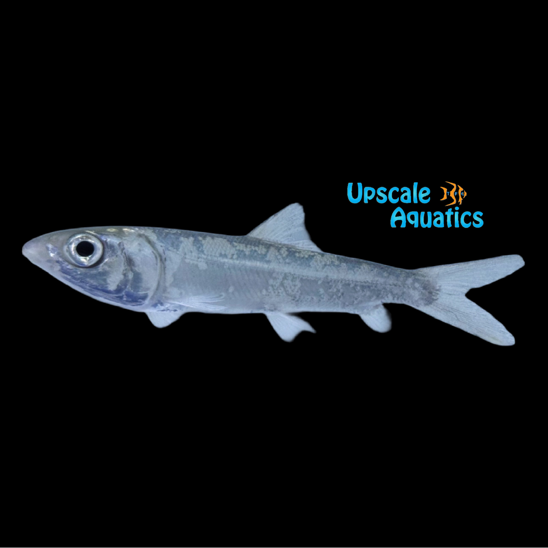 Milkfish (Chanos chanos)