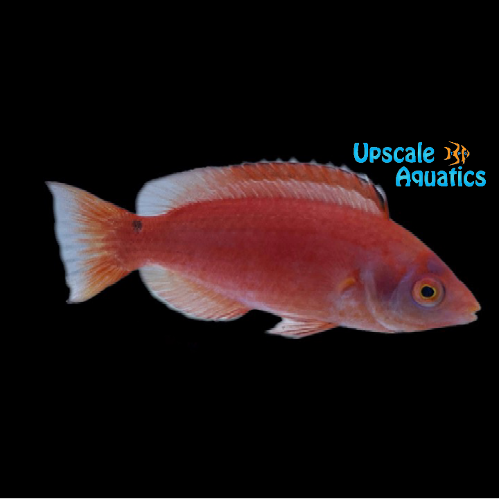Marjorie's Fairy Wrasse - Male (Cirrhilabrus marjorie)