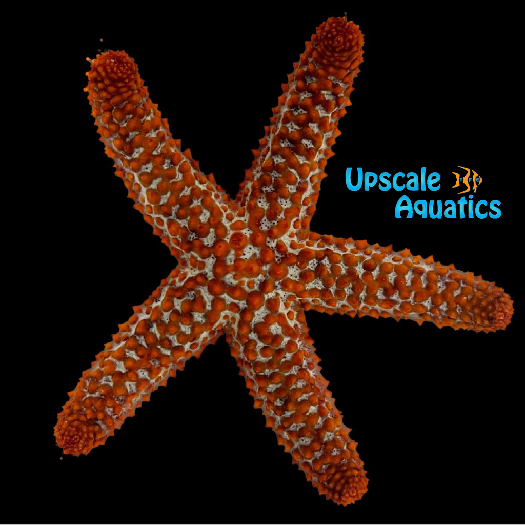 Orange Ridge Starfish (Echinaster spinulosus) – Upscale Aquatics