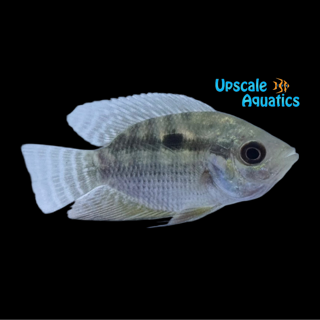 Orbicularis Cichlid (Chaetobranchopsis Orbicularis)