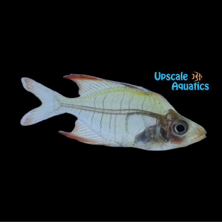 Rose Flame Glassfish (Gymnochanda verae)