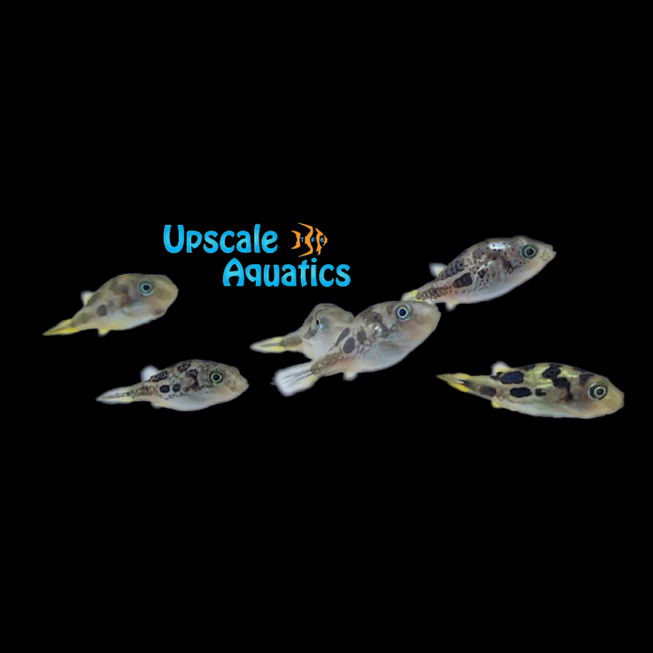 Imitator Dwarf Puffer (Carinotetraodon imitator)